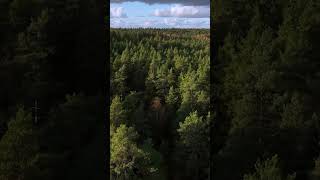 “By the Gauja river”forest 🇱🇻 reels autumn latvija travel thisislatvia shorts dji [upl. by Aelc]