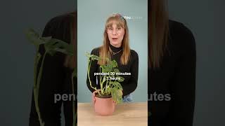 Arroser efficacement sa plante en pot [upl. by Lynn]