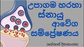 රසායනික උපාගමයක් හරහා ආවේග සම්ප්‍රේෂනය  transmission of nerve impulses through chemical synapses [upl. by Votaw]