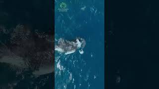 RARE Footage Orca KILLS Great White SHARK [upl. by Selima]