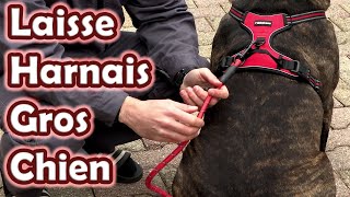 Laisse harnais rouge grand chien Cane corso Anti Traction Solide et réfléchissante [upl. by Amil]