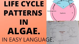 DIFFERENT PATTERNS OF LIFE CYCLE IN ALGAEExplanation With notesbscbotany [upl. by Shirah]