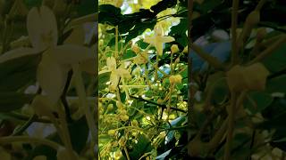 மரமல்லி MaraMalli Treejasmine adhikaalaitamil Millingtonia IndianCorkTree adhikaalaishorts [upl. by Kimbell410]