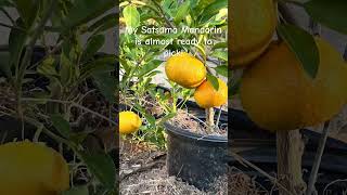 Satsuma Mandarin ripening gardening garden fruits citrus orange [upl. by Nedi]