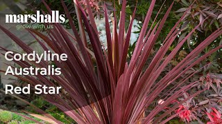 Cordyline Australis Red Star [upl. by Gahl]