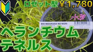 【水草紹介】ろ過槽にも入り込む生命力の強い前景草。名前変えられました・・・ヘランチウム・テネルム【ふぶきテトラ】 [upl. by Draude]