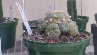 Full Lophophora collection showcasecare video [upl. by Searle491]