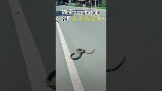 Nache nagin gali gali🐍short videolatest videoviral video snake video comedy videofunny video [upl. by Sally]