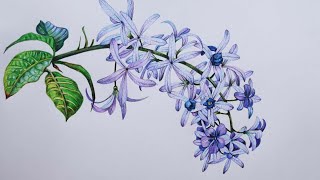 Sandpaper Vine Drawing in Color Pencils  How to Draw Flowers  Petrea Volubilis [upl. by Vitale893]