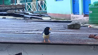 Yellowbilled Blue Magpie at Chopta Uttarakhand  October 2024 [upl. by Kester]