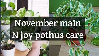 November main N joy pothus care3 steps safe your pothus in winter seasonits amita [upl. by Ermin]