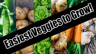 Top 6 Easy To Grow Vegetables For BeginnersSEED TO HARVEST [upl. by Gilud8]