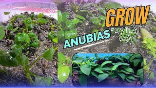 How to grow Anubias FastQuickly Emersed Setup Live Aquarium Plant planted tank tutorialplant farm [upl. by Aihsened]