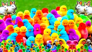 Cute Animals World Cute Chickens Colorful Chickens Rainbows Chickens Cute Ducks Cat Rabbit [upl. by Samid]