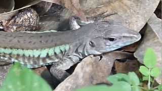 Ameiva undulata Rainbow Ameiva Barred Whiptail or Metallic Ameiva  Ameiva arcoiris [upl. by Malissia]