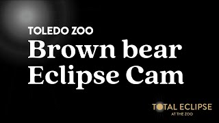 Brown Bear Eclipse Cam  Toledo Zoo [upl. by Ailhat]