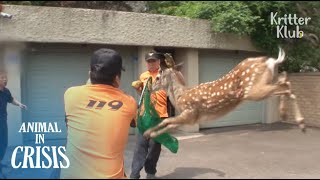 Feisty Deer Keeps Running Away Even After Being Hit By A Tranquilizer  Animal in Crisis EP92 [upl. by Annekam101]