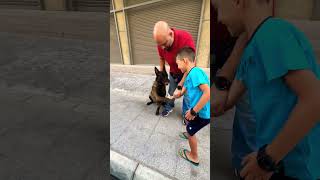 like youtuber youtubeshorts belgianmalinois malinois blackdog shake handwork Belgian dog [upl. by Iaria182]