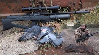 Airgun Hunt 22 Bantam on Pigs and Pigeons [upl. by Annwahs]