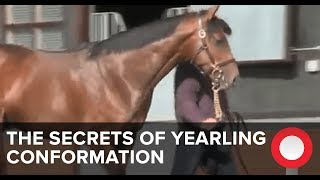 The Secrets of Yearling Conformation [upl. by Brooking]