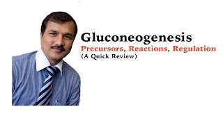 Gluconeogenesis  Precursors and Regulation  A Quick Review [upl. by Kinna688]