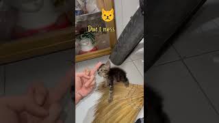 Kittens Savage Response to Mans Middle Finger cat short ytfeed kittyantics funny cutecats [upl. by Arrait]