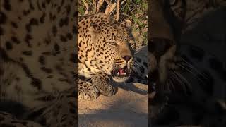 TOP 5 BIG CATS Roars [upl. by Coster]