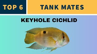 KEYHOLE CICHLID TANK MATES [upl. by Ryle]