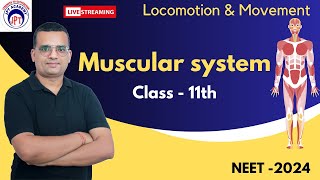 Muscular system  04  Locomotion and Movement  Class 11  NEET  2024 [upl. by Shanahan]