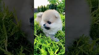 shorts Pomeranian pups playing on grass😍 [upl. by Branden727]