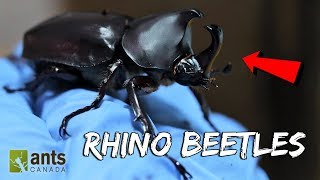 I Raised Massive Rhino Beetles [upl. by Agnese512]