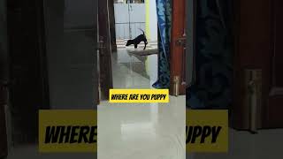 My puppy barking house puppy barking house barkingsounds cutepuppy [upl. by Leese]