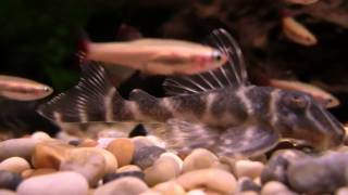 Hypancistrus Mega Clown Pleco sp L340 [upl. by Nivi720]