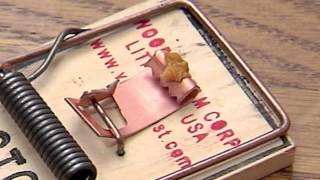 Victor Metal Pedal Mouse Trap Instructional Video [upl. by Octave]