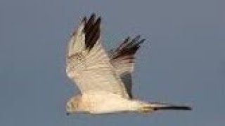 Male PALLID HARRIER  Circus macrourus [upl. by Walker]