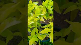 Pisonia Alba Plant Varietiesshorts [upl. by Ynnub503]