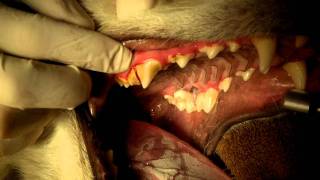 GRAPHIC  Tiberius Tooth Root Abscess Surgery [upl. by Medea]