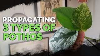 Propagating 3 Types of Pothos via Water Cuttings Foolproof Method 🌱 [upl. by Ardni]