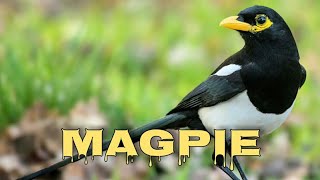 Yellowbilled magpie sounds California magpie call [upl. by Kyne]