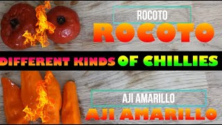 How to make Peruvian chilli sauces Rocoto and Aji amarillo  Andes food [upl. by Allimac]