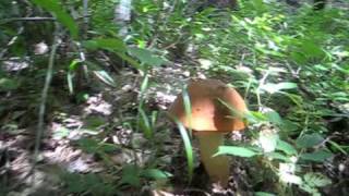 boletus porcini bellissimi Gambarie aspromonte [upl. by Lebar]