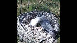 peregrine falcon nesting 4k HQ [upl. by Salahi512]