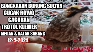 BONGKAR BURUNG SULTAN CUCAK RAWA DAN MURAI BATU 12524 [upl. by Claudio693]