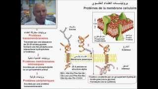 Protéines membranaires البروتينات الغشائية [upl. by Onimod]