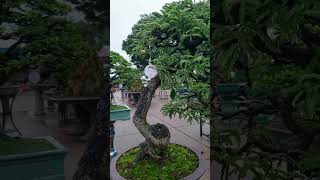 Tamarind Bonsai beautiful 2024 bonsai bonsaitree caycanh [upl. by Torruella858]