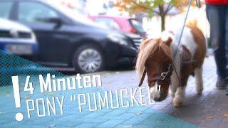 4 MINUTEN  Pony quotPumuckelquot ist das kleinste Pferd der Welt im XXLClip  DER TIERKANAL [upl. by Roberto]