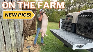 Picking Up Our New Pigs Tips for Raising Pigs on the Homestead  Midwest Homesteading [upl. by Adnoma917]