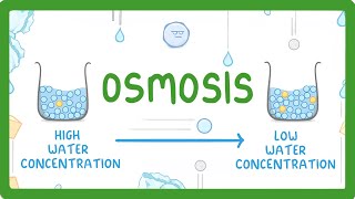 GCSE Biology  Osmosis 8 [upl. by Becket]