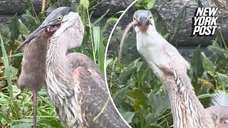 Majestic great blue heron swallows NYC rat whole in disturbing ‘dinosaurian’ feast wild video [upl. by Llennod735]