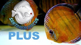 Santarem Discus Plus  THE HIGH QUALITY IN EUROPE [upl. by Washington92]